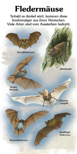Kleinformatige Bild- und Lehrtafel: Fledermäuse 6 Arten